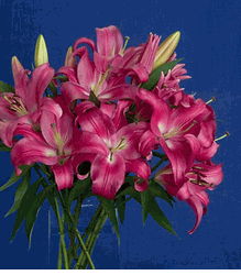 Fuchsia Lily Bouquet 5 stems