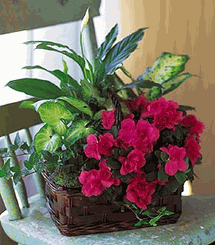 Garden Basket 