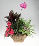 Garden basket of green and blooming plants.