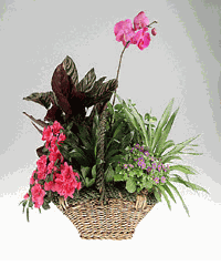 Garden basket of green and blooming plants.