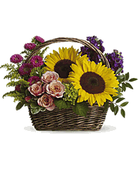 garden lover of Sunflower