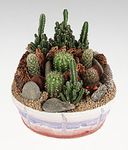 Garden of assorted cacti.