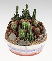 Garden of assorted cacti.