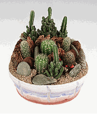 Garden of assorted cacti.
