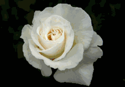 Garland, TX Florist Flower Shop Funeral