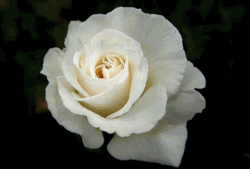 Garland, TX Florist Flower Shop Funeral