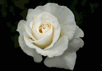 Garland, TX Florist Flower Shop Funeral