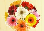 Geberas Daisy 10 stems 