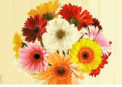 Geberas Daisy 10 stems 