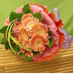 Gerbera Cheers 
