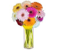Gerbera Daisies 