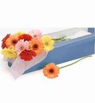 Gerbera Daisies 