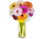 Gerbera Daisies 