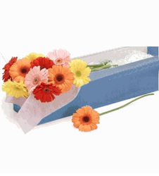 Gerbera Daisies 