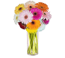 Gerbera Daisies 