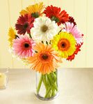 Gerbera Daisy Bouquet