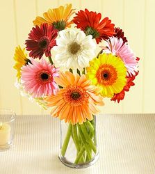 Gerbera Daisy Bouquet