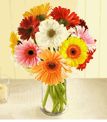 Gerbera Daisy Bouquet