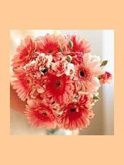 Gerbera Delight