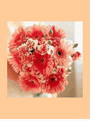 Gerbera Delight