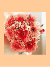 Gerbera Delight