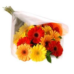 Gerbera_gift_wrap_small