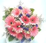 Gerbera - Hoa dong Tien