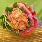 Gerbera - Hoa Dong Tien 