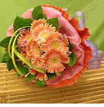 Gerbera - Hoa Dong Tien 