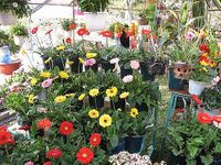 Gerberas