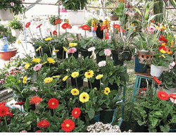 Gerberas