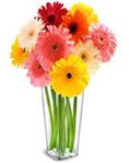 Gerberas Daisy Bouquet