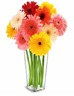 Gerberas Daisy Bouquet