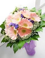 Gerberas pink