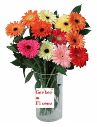 Gerberas vase