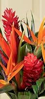 Ginger 5 five stems 