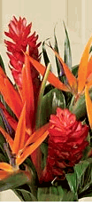 Ginger 5 five stems 