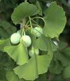 Ginkgo Biloba (B&#7841;ch Qu&#7843;)
