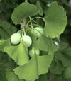 Ginkgo Biloba (Bạch Quả)