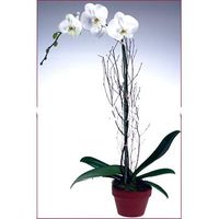 giolan_hodiep orchids phalaenopsis
