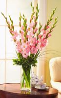 gladiolas 