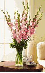 gladiolas 