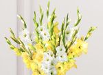gladiolus 10 stems
