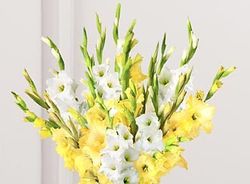 gladiolus 10 stems