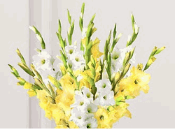 gladiolus 10 stems