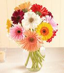 Glorious Gerberas