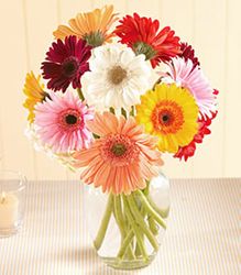 Glorious Gerberas