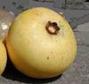 Gold Apple (fragrant) (Tri Th&#7883;