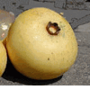Gold Apple (fragrant) (Tr�i Thị