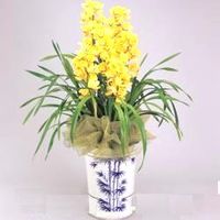 Golden Cymbidium orchids